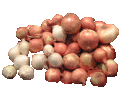 Datei:Zwiebeln.gif