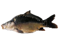 Datei:Süsswasserfisch.gif