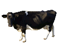 Datei:Rind.gif