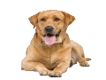 Datei:Hund.gif