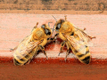 Datei:Bienenvolk.gif
