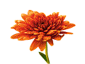 Datei:Chrysantheme.gif