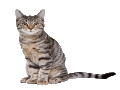 Datei:Katze.gif