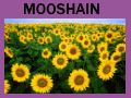 Datei:Sonnenblumen.gif