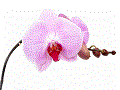 Datei:Orchideen.gif
