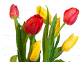 Datei:Tulpen.gif