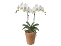 Datei:Orchideentopf-neu.gif