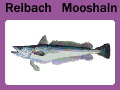 Datei:Sußwasserfisch.gif