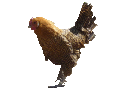 Datei:Huhn.gif
