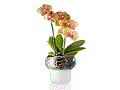Datei:Orchideentopf.gif